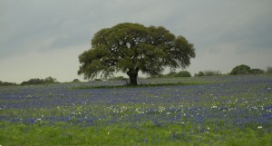 Texas-Oak-With-Bluebonnets-300x161